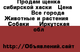 Продам щенка сибирской хаски › Цена ­ 8 000 - Все города Животные и растения » Собаки   . Иркутская обл.